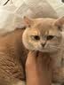 小佩全自动猫厕所MAX配件 专业适配猫咪智能猫砂盆配套宠物用品 磁吸防尘门帘2.0-适用MAX/MAX2/MAXPRO 实拍图