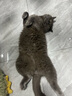Orijen渴望猫粮 成猫幼猫干粮 全价通用无谷原味鸡肉进口5.4kg效期25/12 实拍图