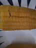 素养生活 有机糯玉米4.16斤 8穗装东北黄糯玉米软糯鲜食玉米棒 实拍图