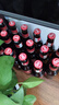 超级波克（SUPER BOCK）经典黄啤酒 进口啤酒  250ml*24瓶 送礼整箱装 葡萄牙原装 实拍图