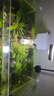 森森 超白玻璃小鱼缸HWK-600P裸缸款水草缸金鱼缸小型水族箱水草缸  实拍图
