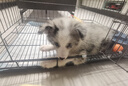 腆宠狗笼猫笼 狗笼子中小型犬带厕所幼犬狗窝猫笼子大号家用围栏兔笼 实拍图