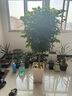 叹为观止大型植物发财树各种大颗盆栽开业乔迁客厅办公室内好养大型花卉 幸福树【1.2-.1.4米】 含盆 实拍图