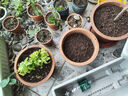 德沃多肥料蔬菜专用营养土50L园艺种菜土壤盆栽果蔬养花土种植土有机基质土 实拍图