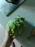 新鲜甘蓝包菜卷心菜新鲜嫩绿莲花白现摘现发早餐减脂 新鲜包菜 1.5-2斤 人工挑拣 实拍图