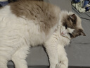 普安特猫草化毛膏猫咪专用营养膏增强排除吐去毛球调理肠胃免疫力 实拍图
