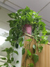 双盟绿萝盆栽除甲醛花卉绿植办公室新房净化空气160红1盆源头直发 实拍图