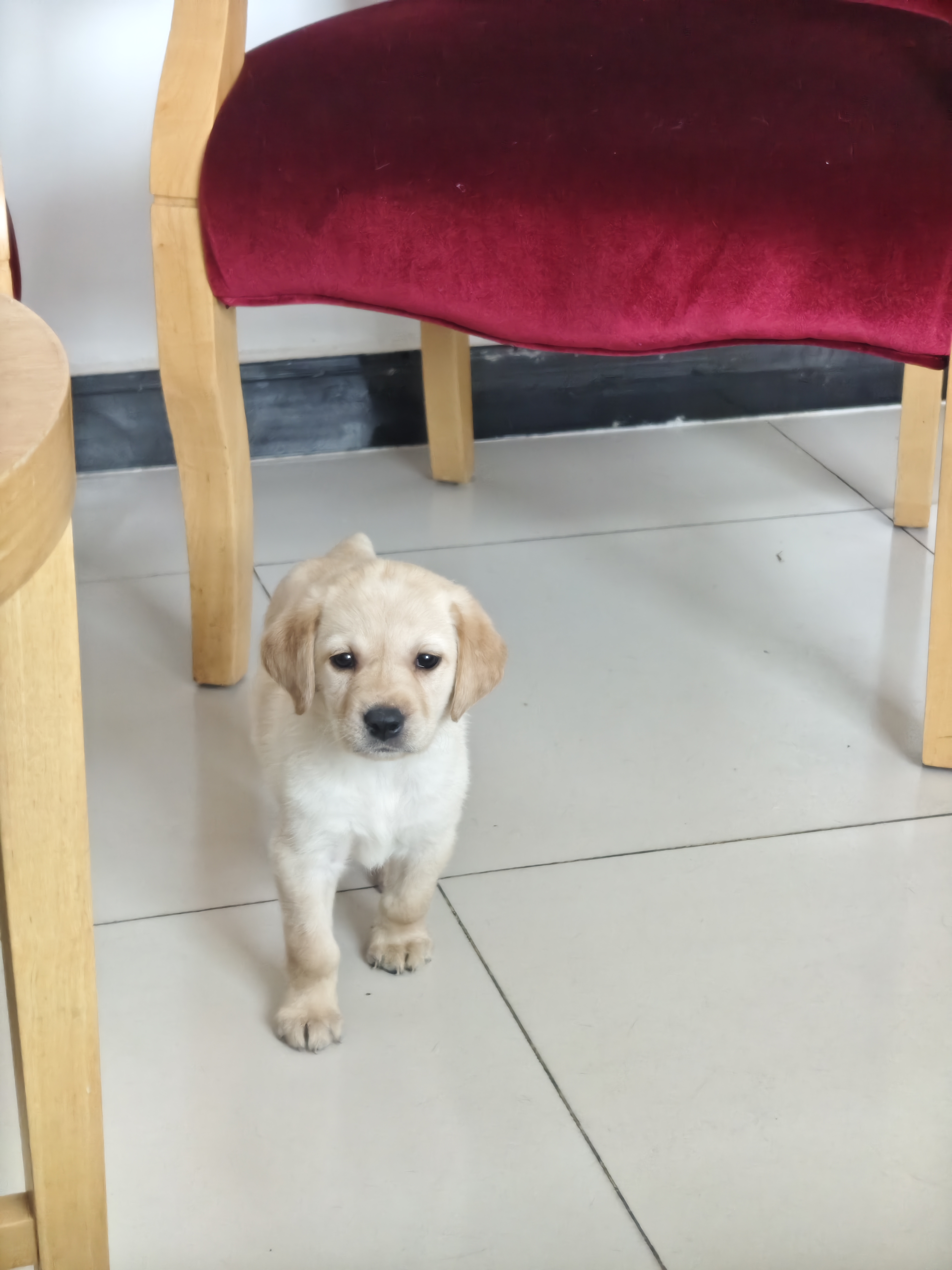 宠有为宠物综合营养膏125g怀孕成幼犬猫猫咪狗狗微量元素营养膏 猫狗通用宠物综合营养膏125g 实拍图
