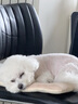 红狗犬微量元素片200片 宠物微量元素狗狗防异食癖吃草吃土吃垃圾 实拍图