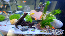 修医宠亚甲基蓝鱼药鱼缸杀菌消毒水族锦鲤鹦鹉白点小瓜虫寄生虫650ml 实拍图