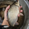 川泽一体成型夜光漂咬钩变色高灵敏鲫鱼漂醒目浮漂鲢鳙大物黑坑鱼漂 升级款PL5-2(主攻鲫鲤)吃铅2.0g 咬钩变色款 实拍图