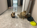 网易严选全价猫粮宠物主粮幼猫成猫全价猫粮 深海鱼虾口味1.8kg 实拍图
