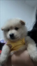 猫咪衣服狗狗衣服小型犬夏薄款宠物衣服可牵引泰迪比熊衣服猫衣服 【黄油小熊】-透气华夫格 M /适合5-7斤 立体刺绣/可戴牵引绳 实拍图