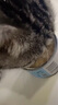 顽皮（Wanpy）鸡肉猫罐头80g*24罐（汤汁型）猫咪零食湿粮 happy100果饭儿系列 实拍图