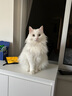 皇家猫粮 挑嘴成猫全价粮口感型 英短蓝猫美短通用猫粮12月以上 ES35 挑嘴成猫口感型 2kg 实拍图