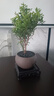 开时果 小叶赤楠盆景摆件 办公室桌面绿植花卉好养盆栽植物源头直发包邮 【热销款】舍得紫砂盆+黑石+底座 实拍图