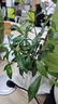 八芽小叶栀子花盆栽开花植物室内桌面茶几好养花卉绿植办公室净化空气 小叶栀子花-陶瓷竖纹盆 带盆栽好 实拍图