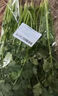 带根香菜100g 实拍图