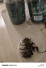 养益君 小叶苦丁茶250g（125g*2罐） 2024余庆小叶苦丁茶特优级 养生茶 实拍图