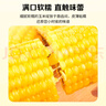 北纬47° 黄糯鲜玉米200g*1穗 低脂玉米棒糯玉米东北玉米粘玉米 尔滨特产 实拍图