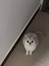 皇家室内成猫粮 I27 通用粮 12月以上 4.5KG 实拍图