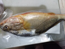 黄小渔 南美三去黄花鱼650g/2条 大黄鱼生鲜海鲜水产深海鱼类烧烤食材 实拍图