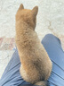 卫仕 亲和配方羊奶粉400g*2新生幼犬猫咪狗狗通用发情期术后营养补充 实拍图