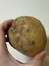 新土豆约500g 实拍图