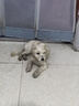 ERGOBABY宠物狗狗驱虫药犬驱虫体内外一体跳蚤犬虱非泼罗尼+芬苯达唑套装 实拍图