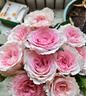 京东鲜花玫瑰花粉色随机10枝如意基地鲜切花水养插花生活花束送礼源头直发 实拍图