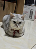 卫仕猫多维240片定制猫用复合维生素片维生素b美毛宠物营养猫咪维生素 实拍图