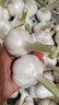 2025年山东新鲜嫩蒜头湿蒜现挖四六瓣白皮鲜蒜可腌制糖醋蒜腊八蒜 苍山白皮鲜蒜 1500g 实拍图
