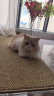 皇家成猫猫粮 肠道舒适 EP42通用粮12月以上2KG 实拍图