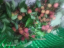 丰致农用锂电池电动喷雾器多功能充电背负式喷药机消毒机杀菌消杀喷雾 18L机身调速(双开关)高配/锂电 实拍图