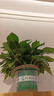 双盟绿萝盆栽除甲醛花卉绿植办公室新房净化空气180加仑4盆装源头直发 实拍图