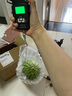 现摘现发2k西瓜当季手剥薄皮小糖丸西瓜新鲜水果冰糖子小西瓜 2-3斤（1-2个） 实拍图