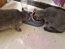 憨憨乐园 猫碗狗碗宠物食盆猫咪双碗粮盆自动饮水机喝水器喂食用品 蓝 实拍图