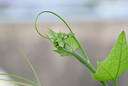 腾龙（Tamron）F072Z 90mm F2.8 Di III MACRO VXD定焦微距镜头 人像昆虫花草口腔 全画幅微单镜头(尼康Z卡口) 实拍图