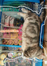 玲珑猫宠物智能可视自动喂食器 猫碗猫粮狗粮定时定量猫咪自动投食器 4L智能版【APP操控|定时定量】 实拍图