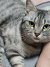疯狂的主人宠物密齿梳猫咪跳蚤梳猫直排狗狗专用钢梳去虱子梳子排梳长毛除蚤 实拍图