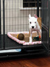 纽顿（Nutram Number）纽顿狗粮美国进口T28无谷低升糖鳟鱼幼犬成犬全龄犬 T28-1.82kg 实拍图