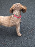 多尼斯（DOGNESS）狗狗牵引绳遛狗绳狗链子防爆冲幼小型犬泰迪贵宾比熊博美柯基 红S 实拍图