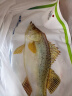 仙泉湖冷冻三去白蕉海鲈鱼700g/袋生鲜海鲜水产(净膛后350g*2条)  实拍图