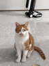 网易严选猫湿粮宠物零食浓汤大口肉罐头 鸡肉+三文鱼85g*6罐 实拍图