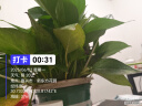双盟绿萝盆栽除甲醛花卉绿植办公室新房净化空气180加仑2盆装源头直发 实拍图