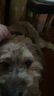 多尼斯（DOGNESS）狗狗牵引绳遛狗绳狗链子项圈小中型犬泰迪柯基法斗博美马犬 红M 实拍图