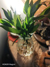 驱蚊竹柏水培植物大棵室内水养绿植花卉盆栽办公室桌面驱蚊草好养 精选竹柏10棵+透明钻石瓶+肥+石 实拍图