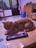 亿迪猫粮冻干幼猫成猫全价全阶段5斤布偶蓝猫英短小包装2.5kg 实拍图