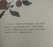 自营现货包邮 长安的荔枝 赠荔枝转运舆图 影视剧 腾讯视频 雷佳音 岳云鹏 主演 电影原著 大鹏导演 刘德华 杨幂 张若昀参演  马伯庸 见微系列历史小说 雷佳音618 雷佳音美食 实拍图