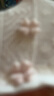 莫代尔内裤女纯棉100%棉夏季薄款抗菌少女学生高弹透气中腰三角短裤衩 四叶小花纯棉系列 5条 L 【推荐体重95-125斤】 实拍图